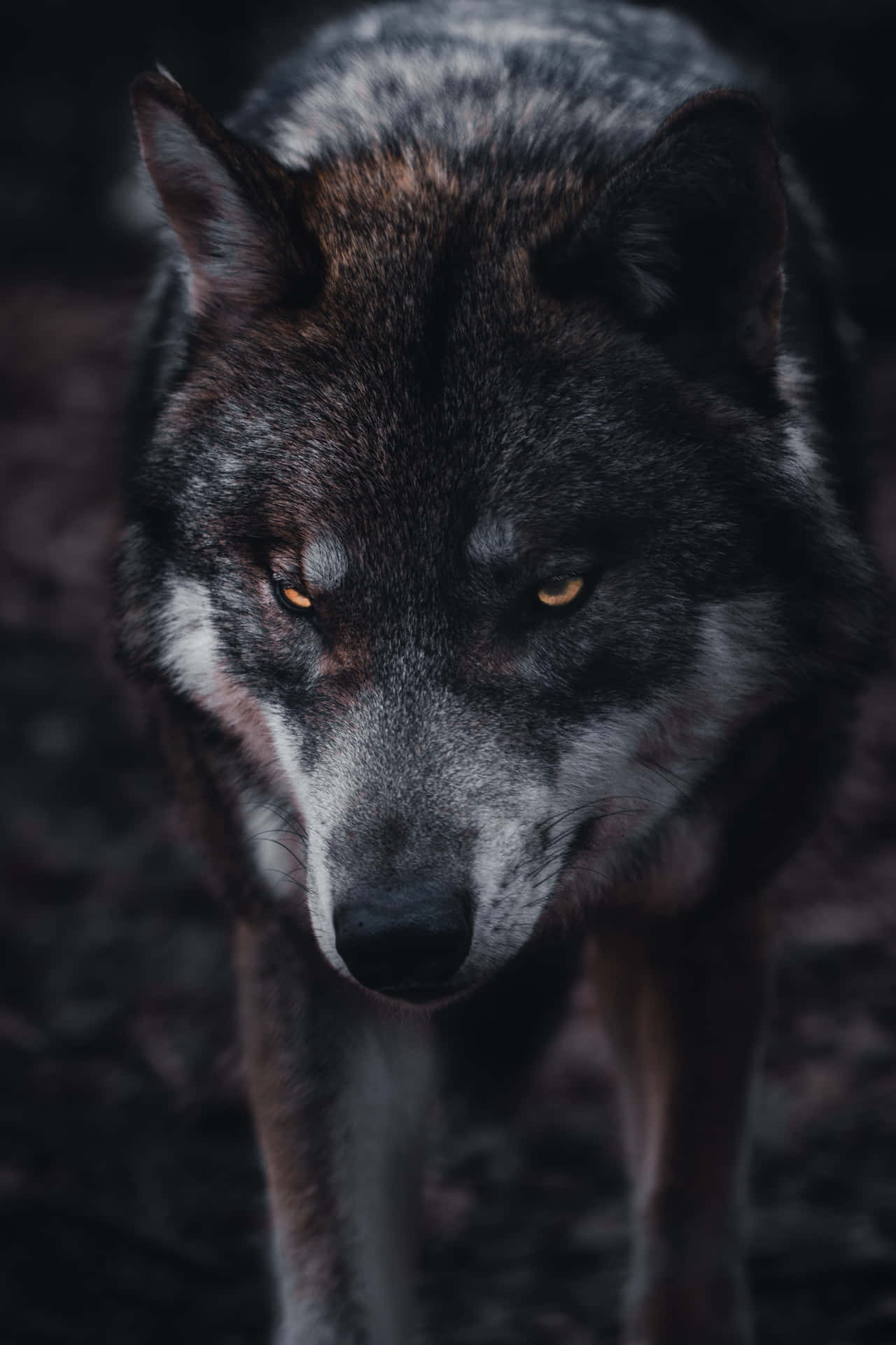 Wolf Aesthetic Black Wolf Background