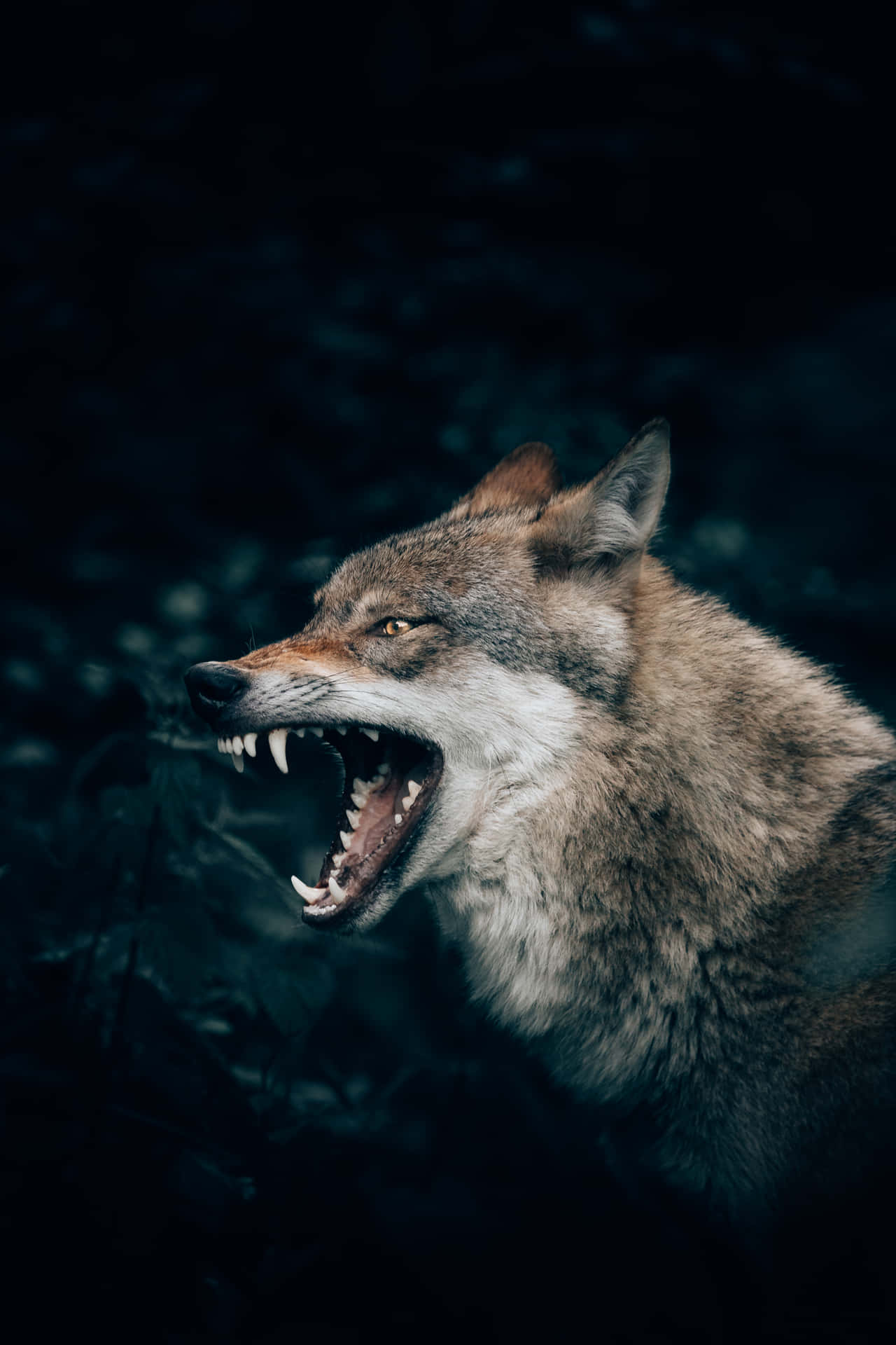 Wolf Aesthetic Growling Background