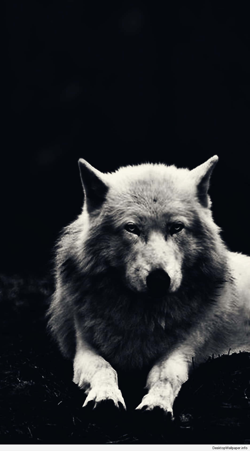 Wolf Aesthetic Resting Black Background Background