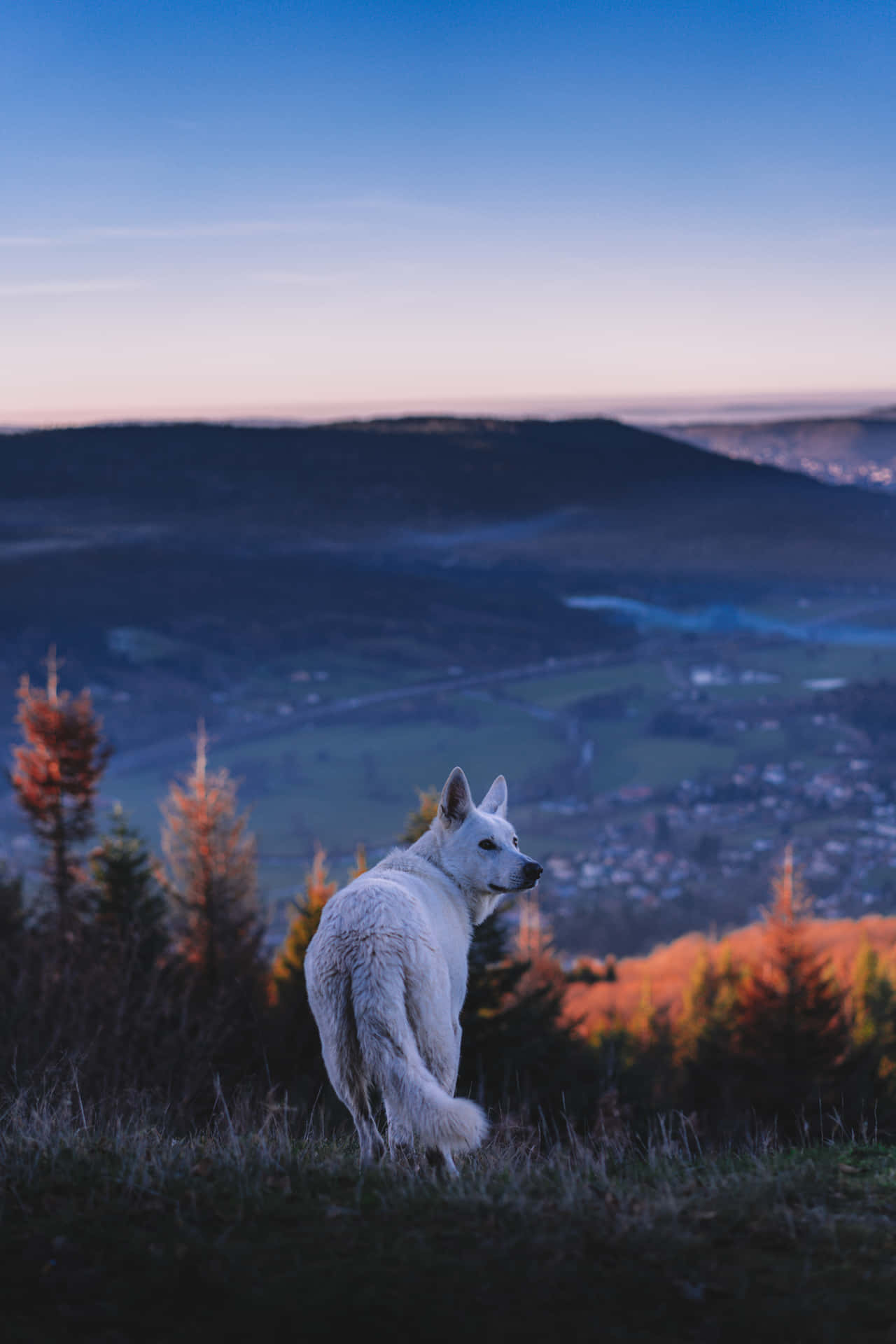 Wolf Aesthetic Sunset Mountain Background