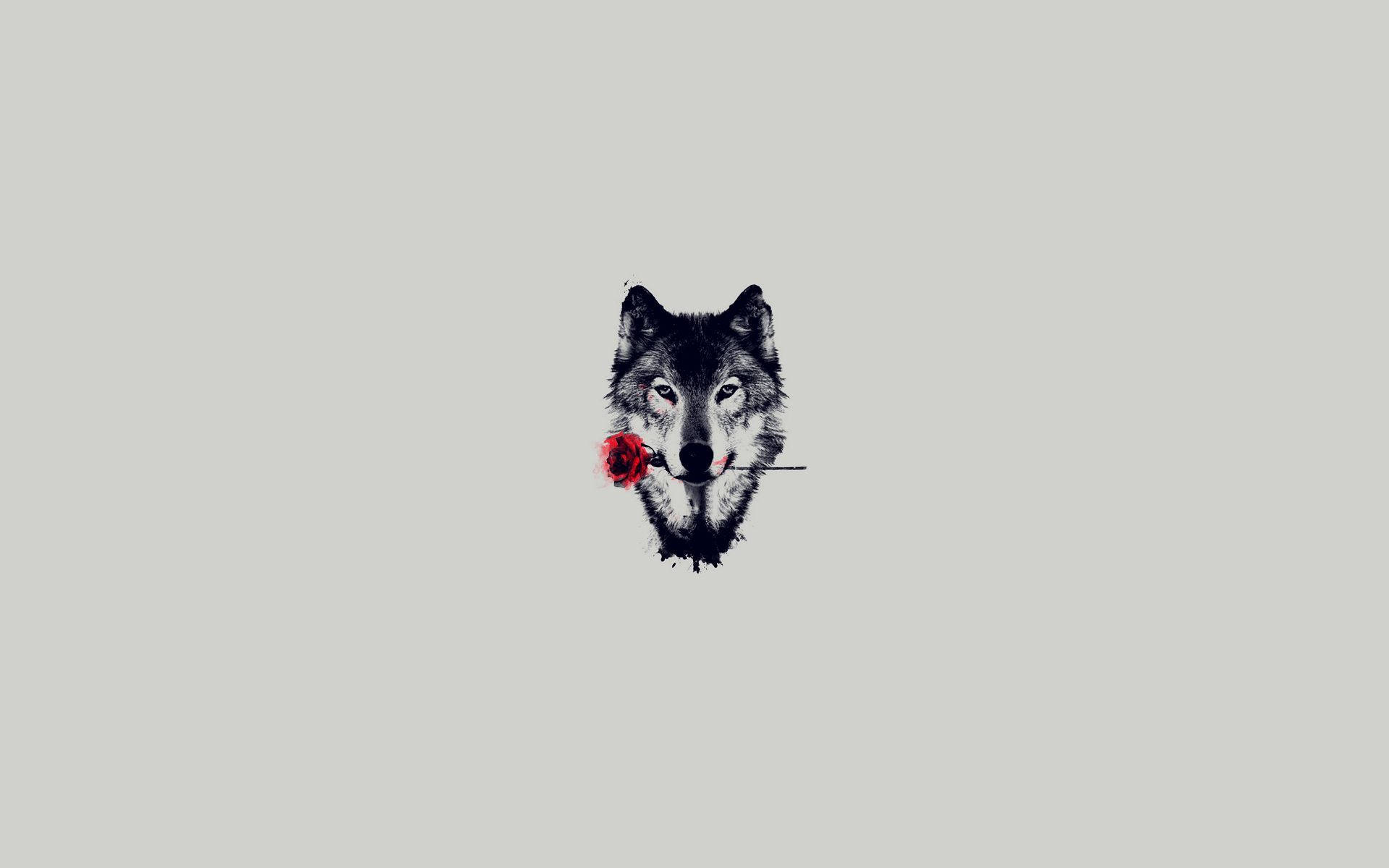 Wolf And Red Bunga Background