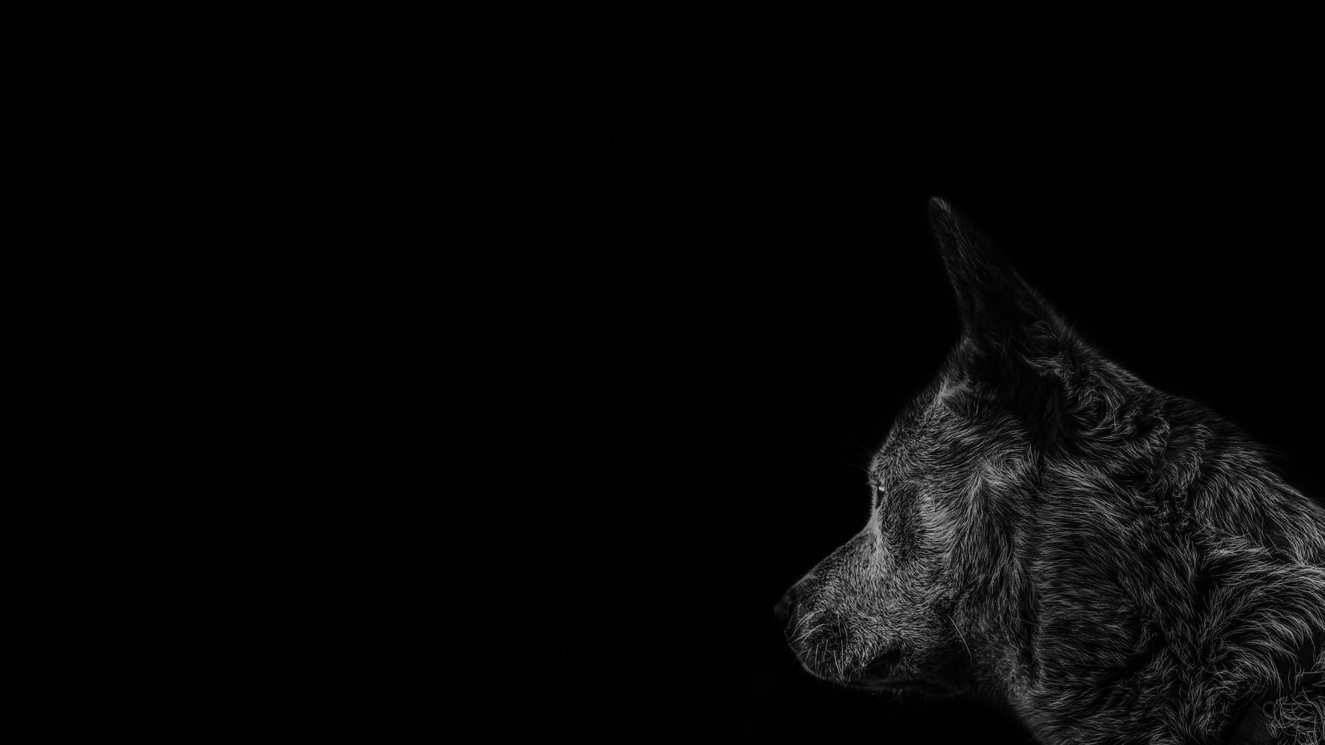Wolf Black Screen 4k Background
