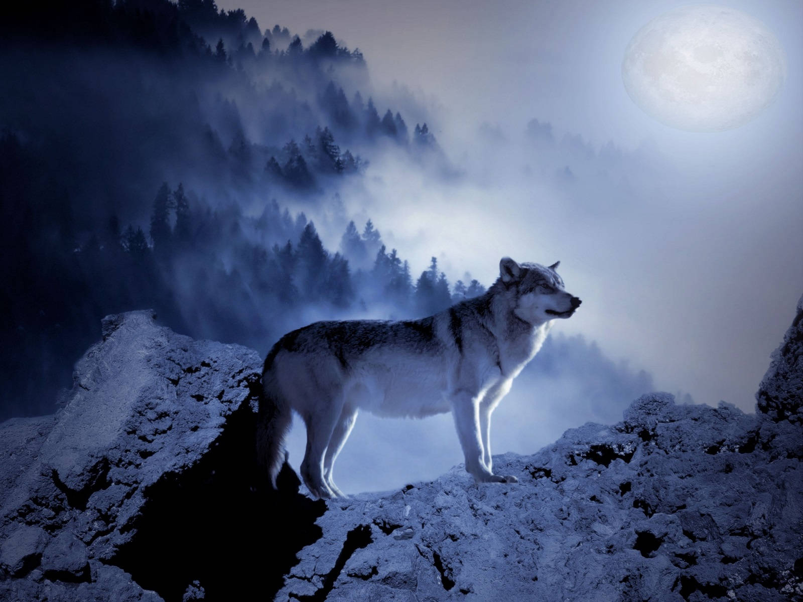 Wolf In The Moonlight Background