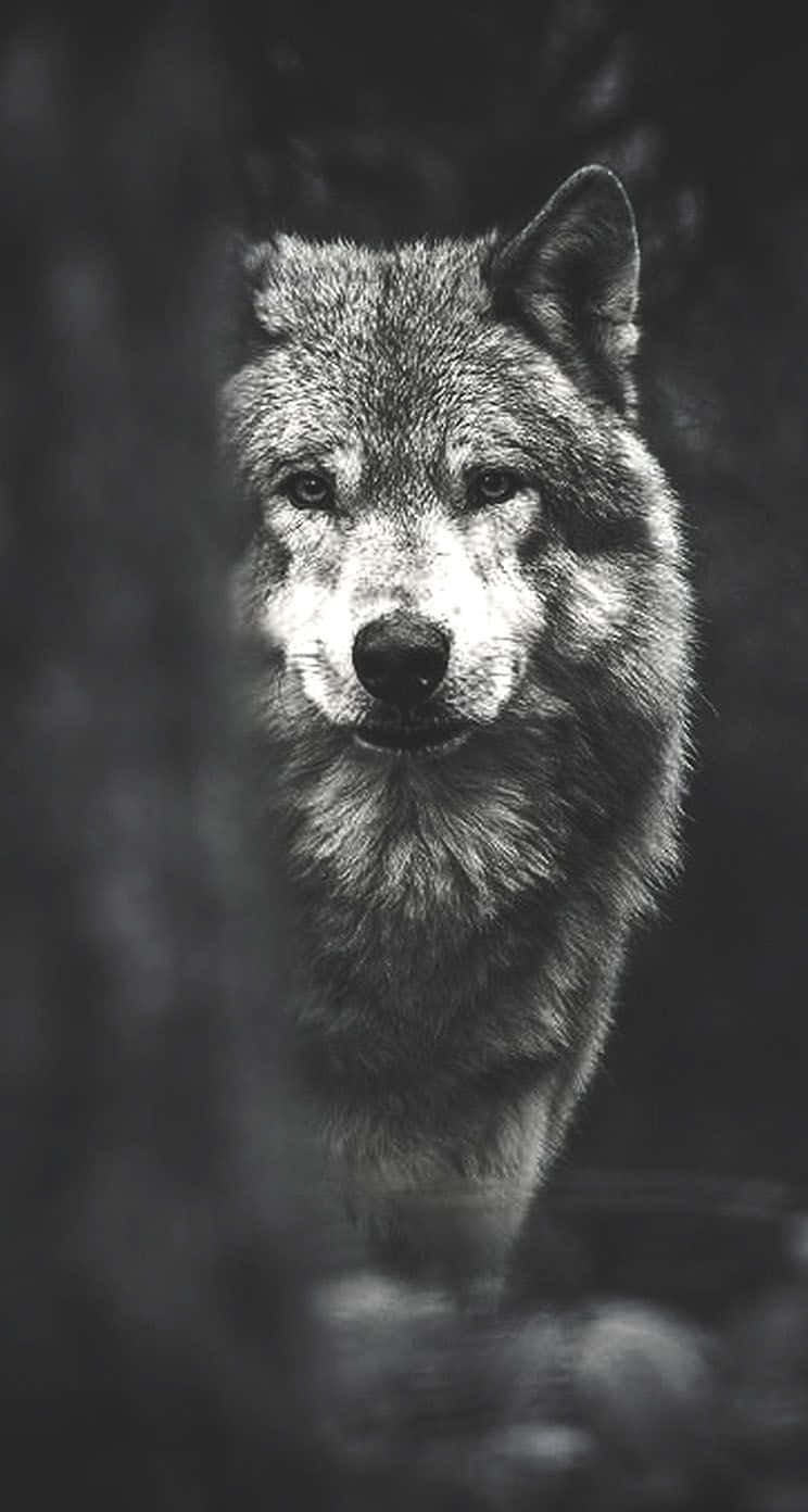 Wolf Iphone Black White Calm