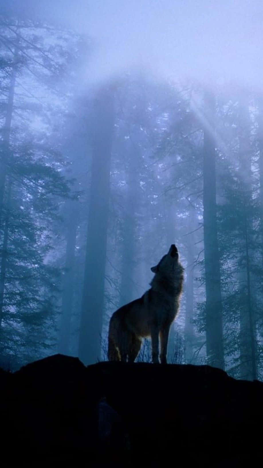 Wolf Iphone Growl Forest Mist Background