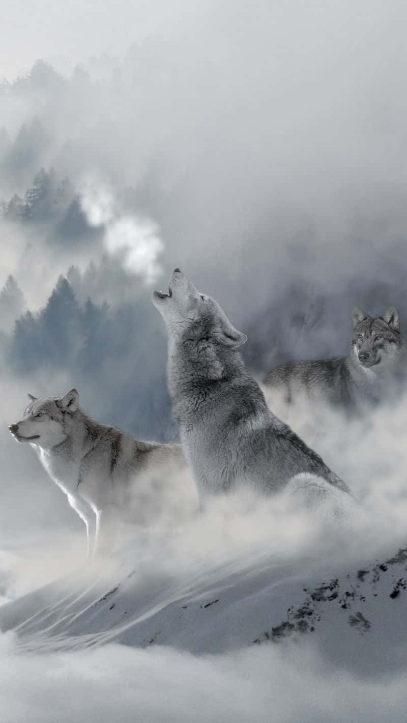 Wolf Iphone Mist Growling Background
