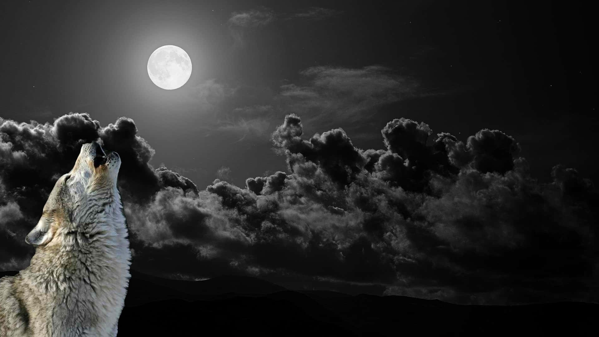 Wolf On The Lookout In Serene Moonlight Background