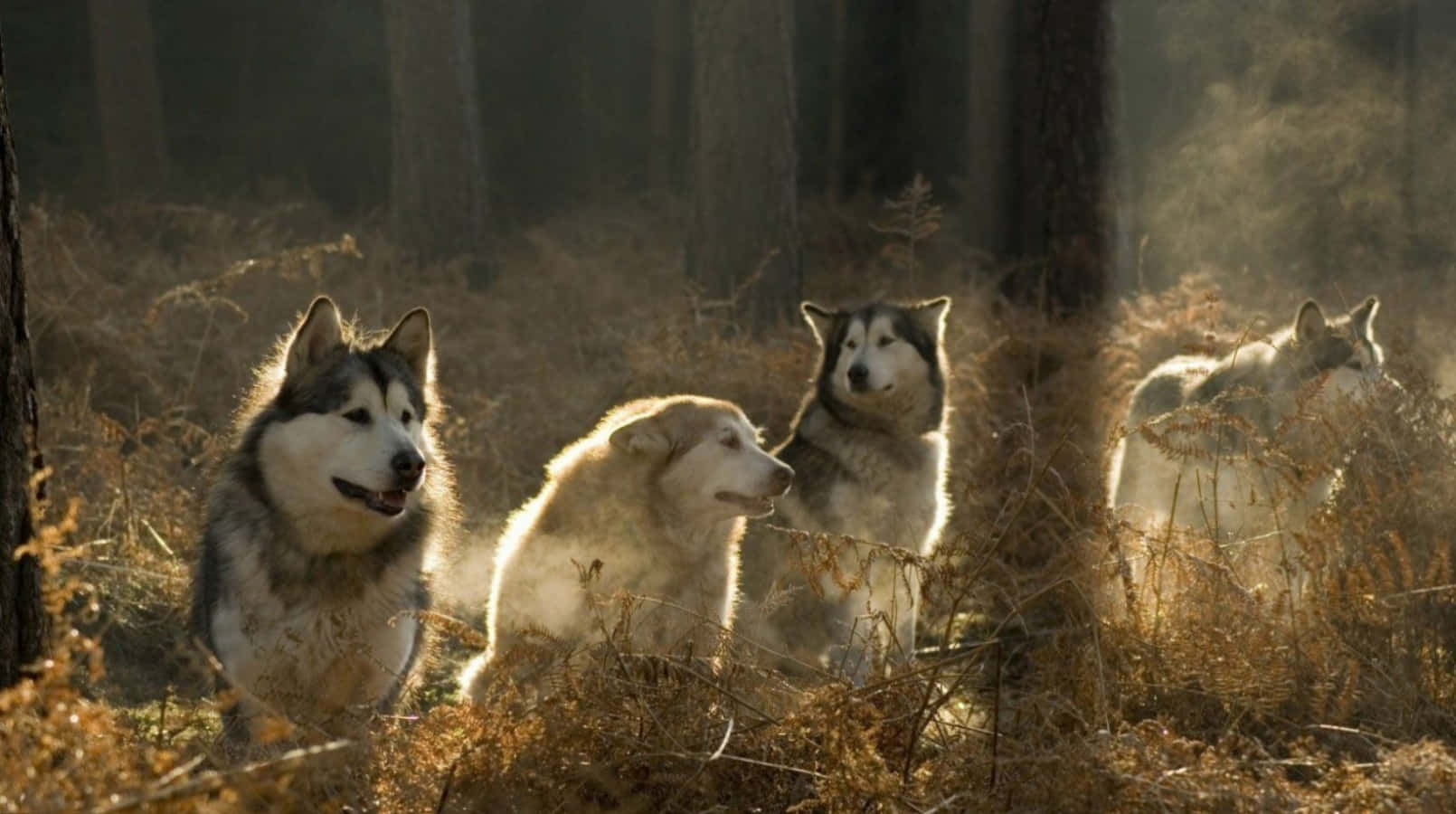 Wolf Pack Forest At Sunset Background
