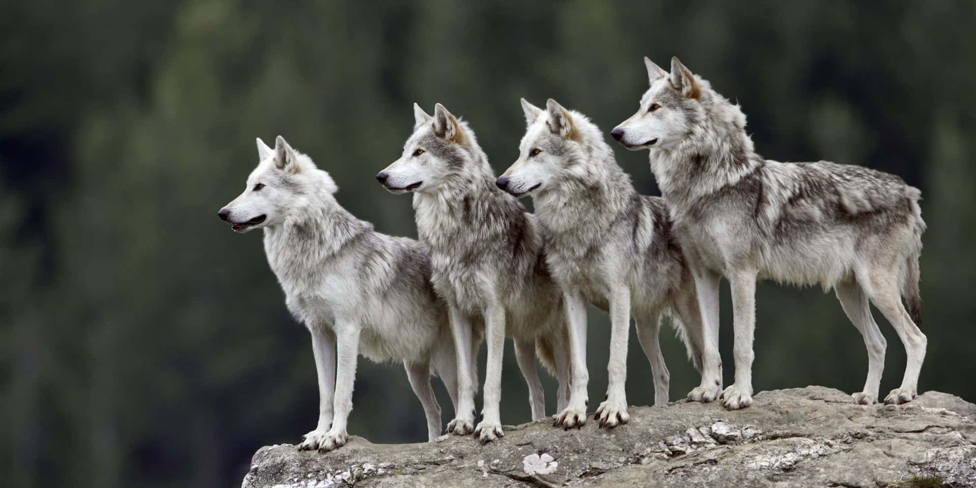 Wolf Pack Gray On Rock Background
