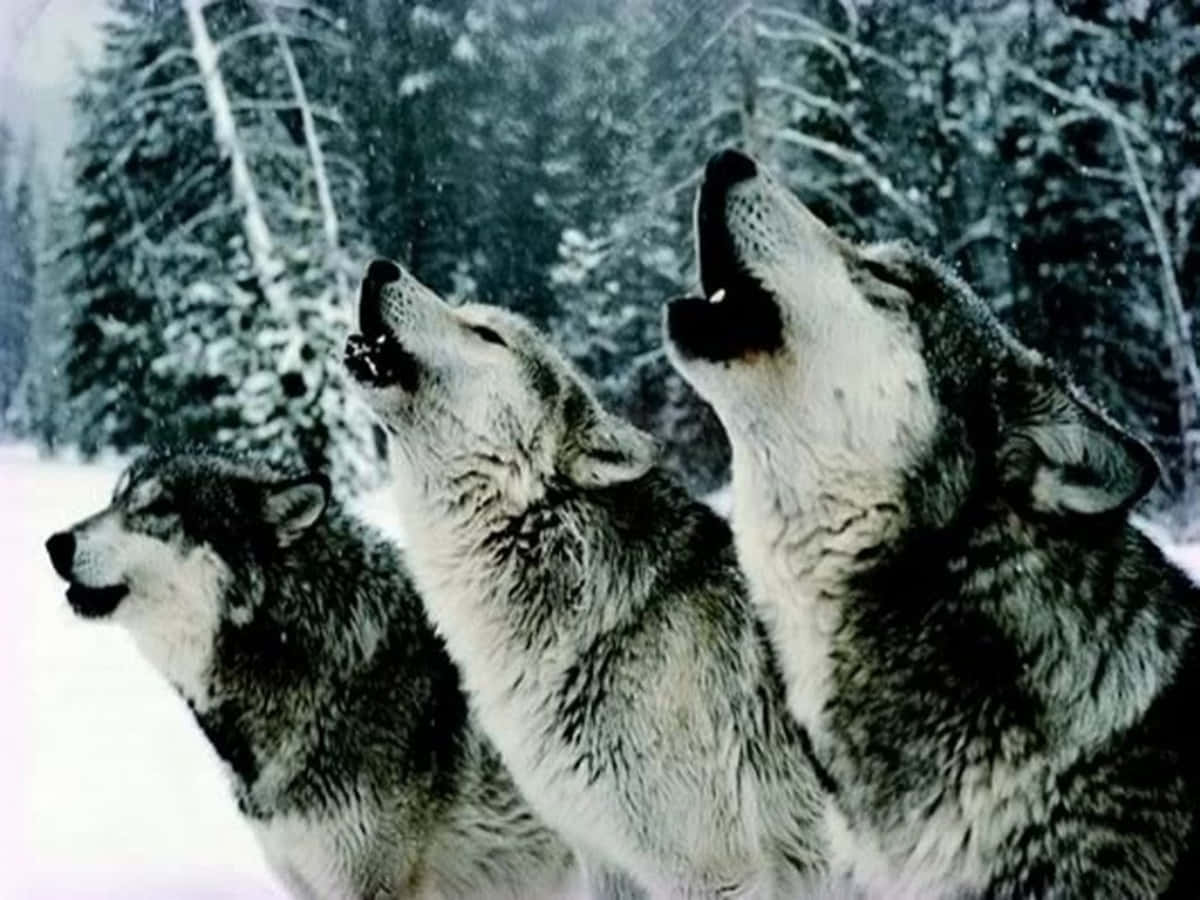 Wolf Pack Howling Snow Forest Background