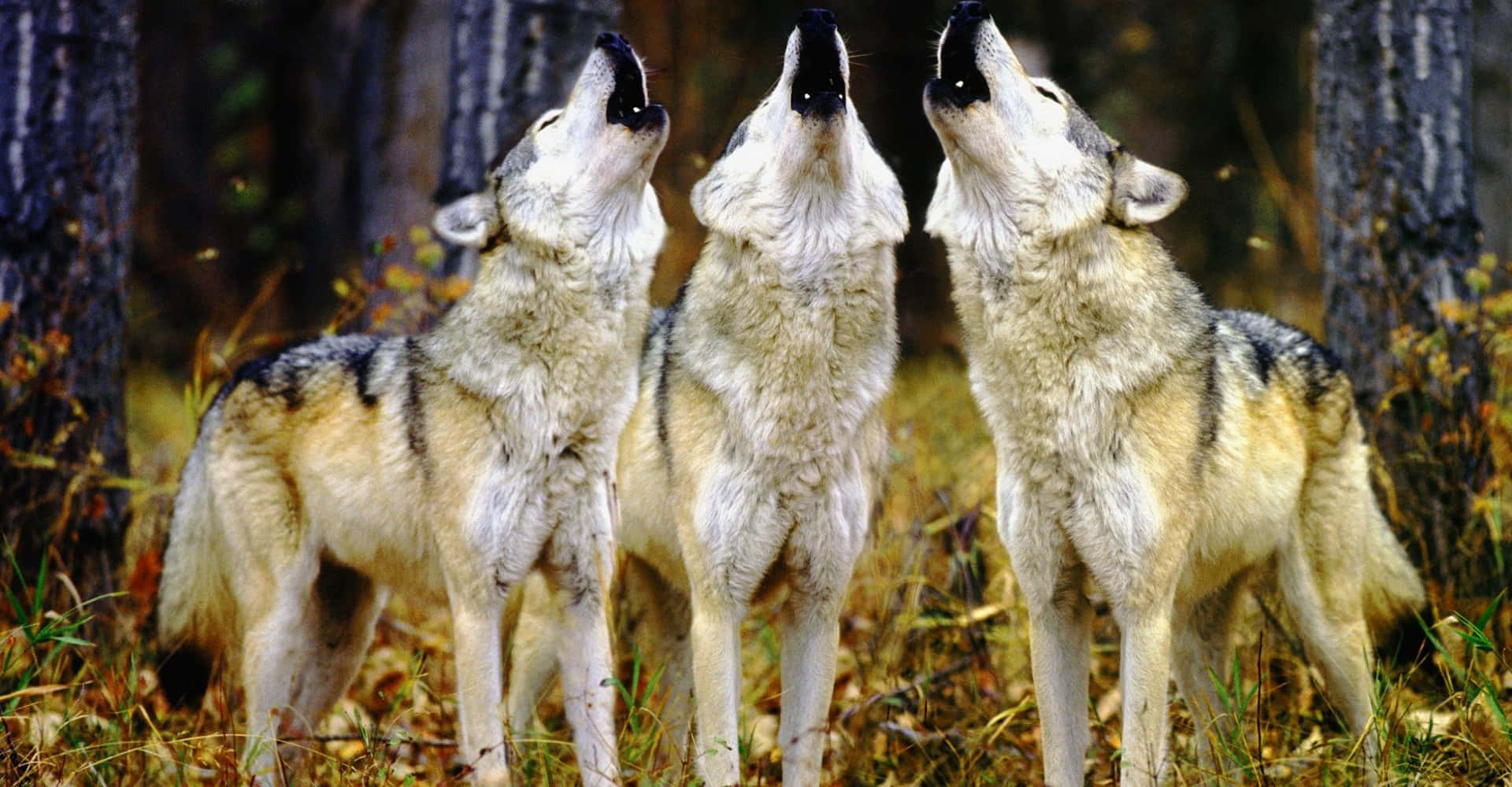 Wolf Pack Howling Together Background