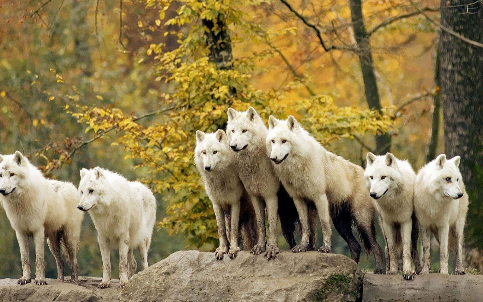 Wolf Pack In Autumn Forest Background