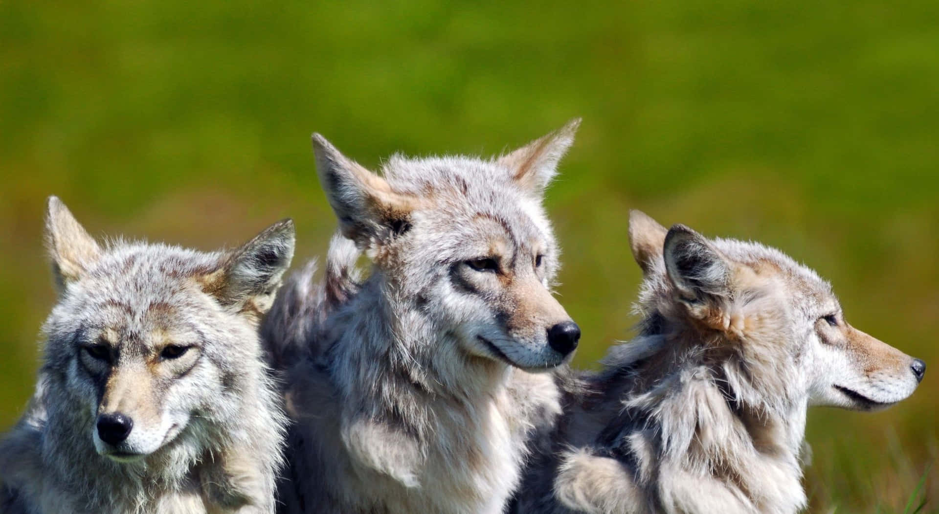 Wolf Pack In Meadow Background