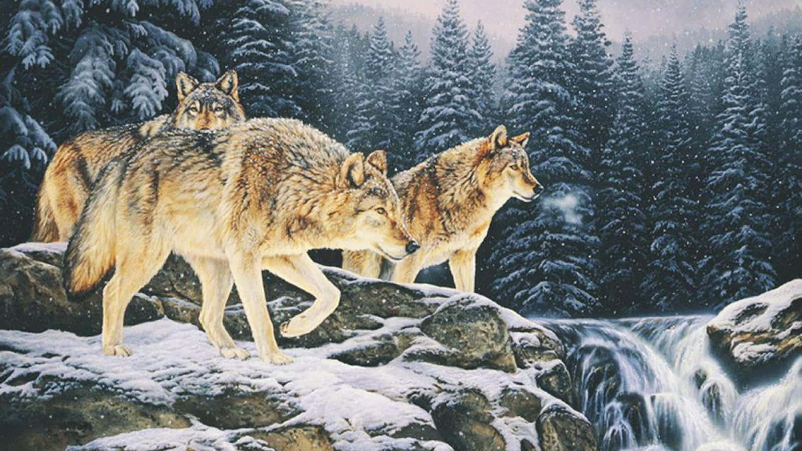 Wolf Pack In Winter Forest Background