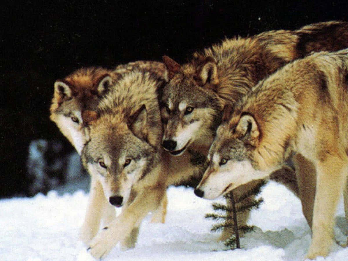 Wolf Pack On Snow Background