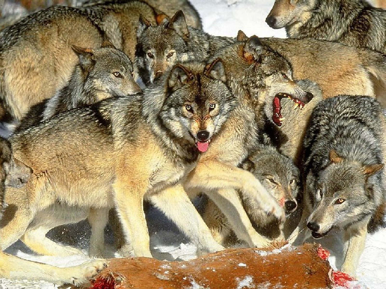 Wolf Pack Playing With Each Other Background
