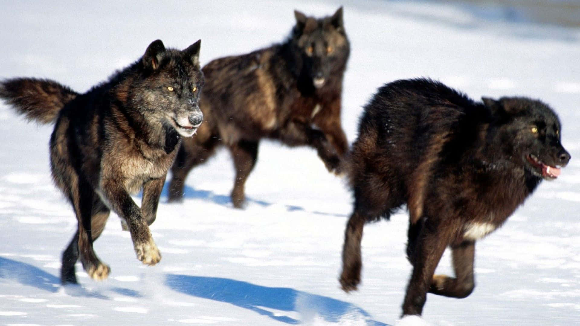 Wolf Pack Running Snow Background