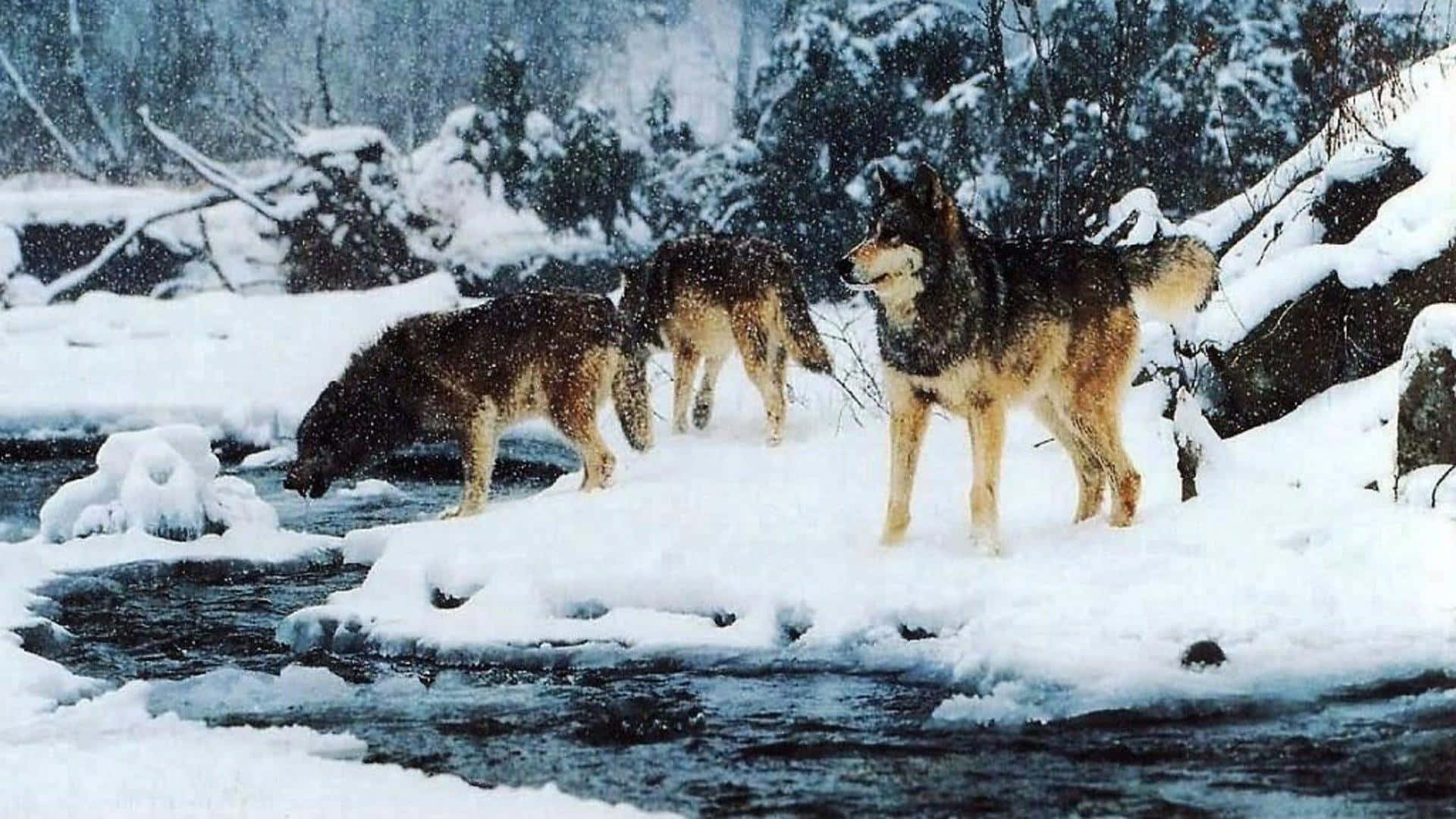 Wolf Pack Snow River Background