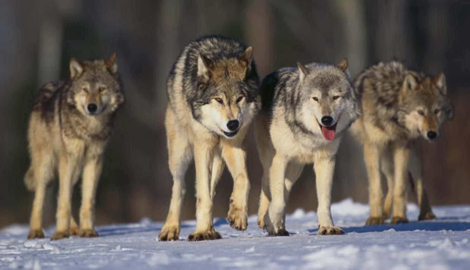 Wolf Pack Walking In The Snow Background