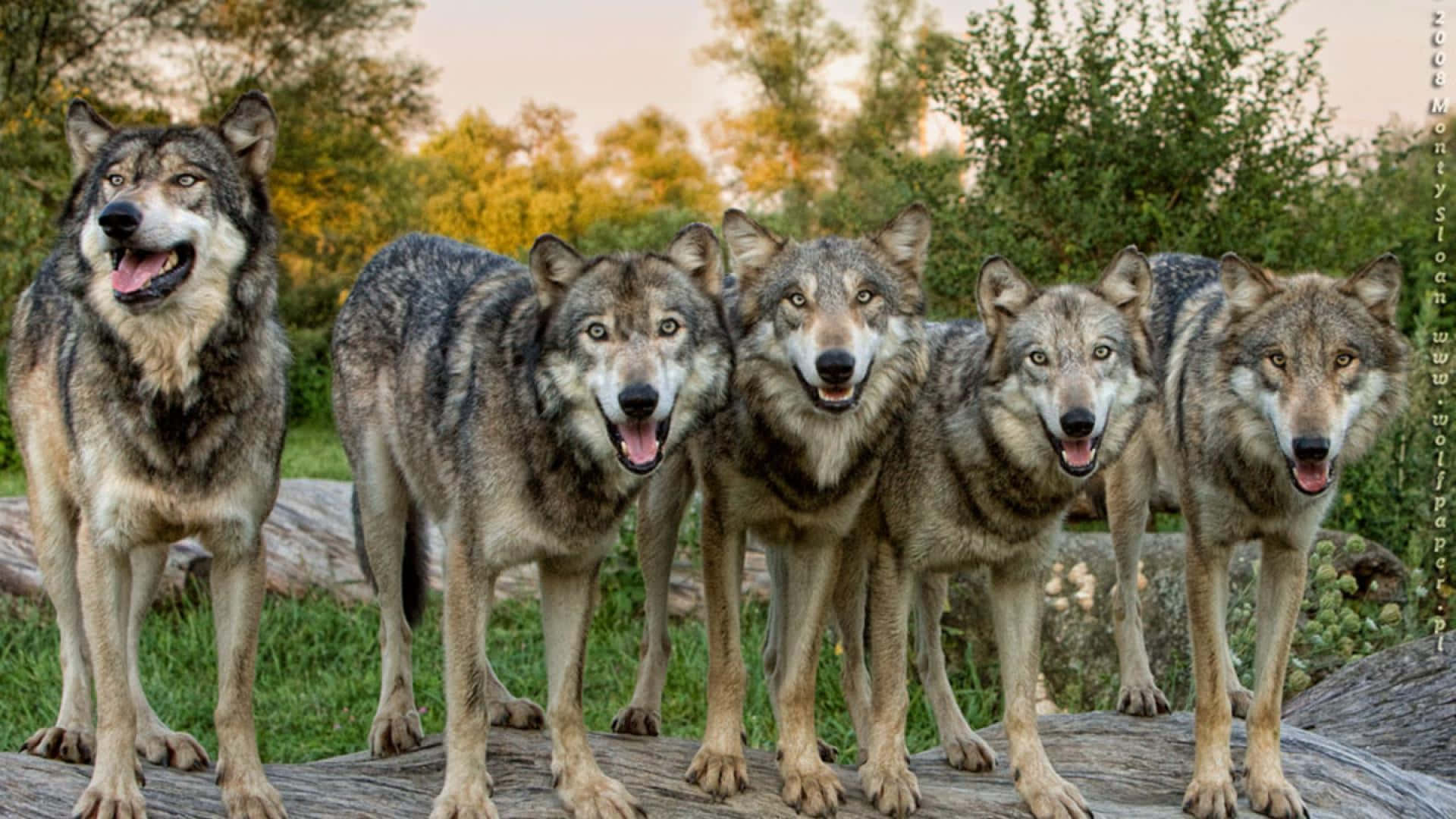 Wolf Pack With Plants Background