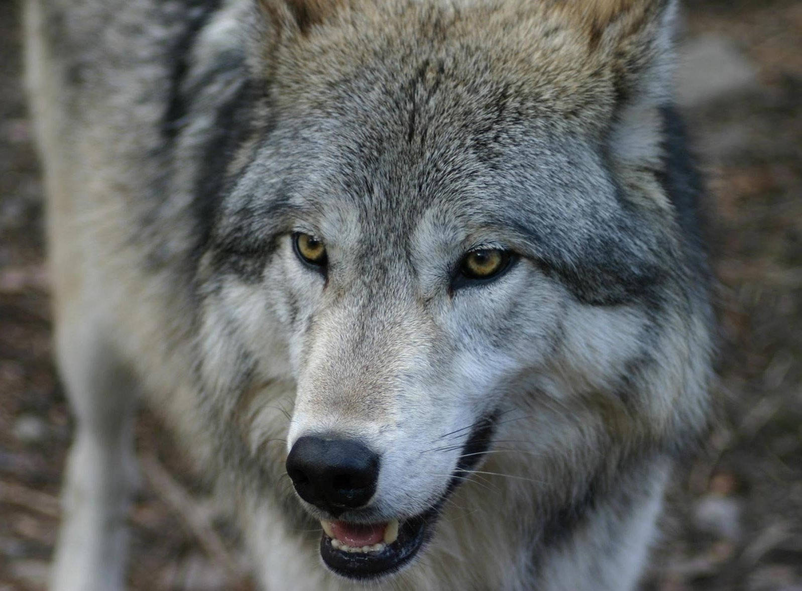 Wolf Predator Close-up Photography Background