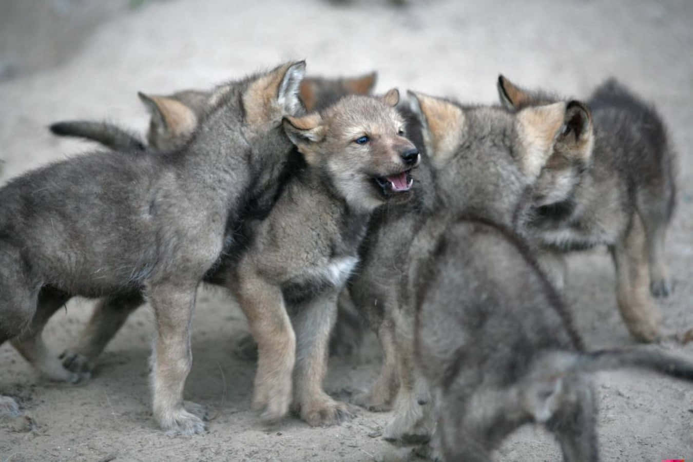 Wolf Pup Exploring The Wild