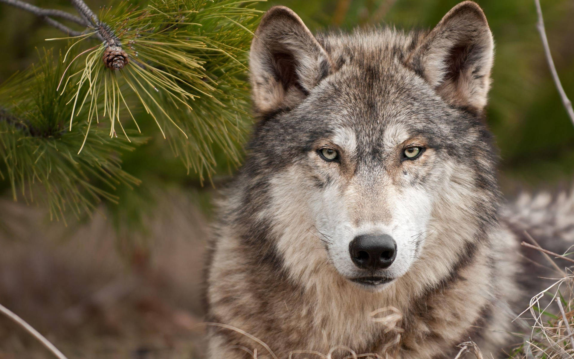 Wolf With Grimacing Eyes Desktop