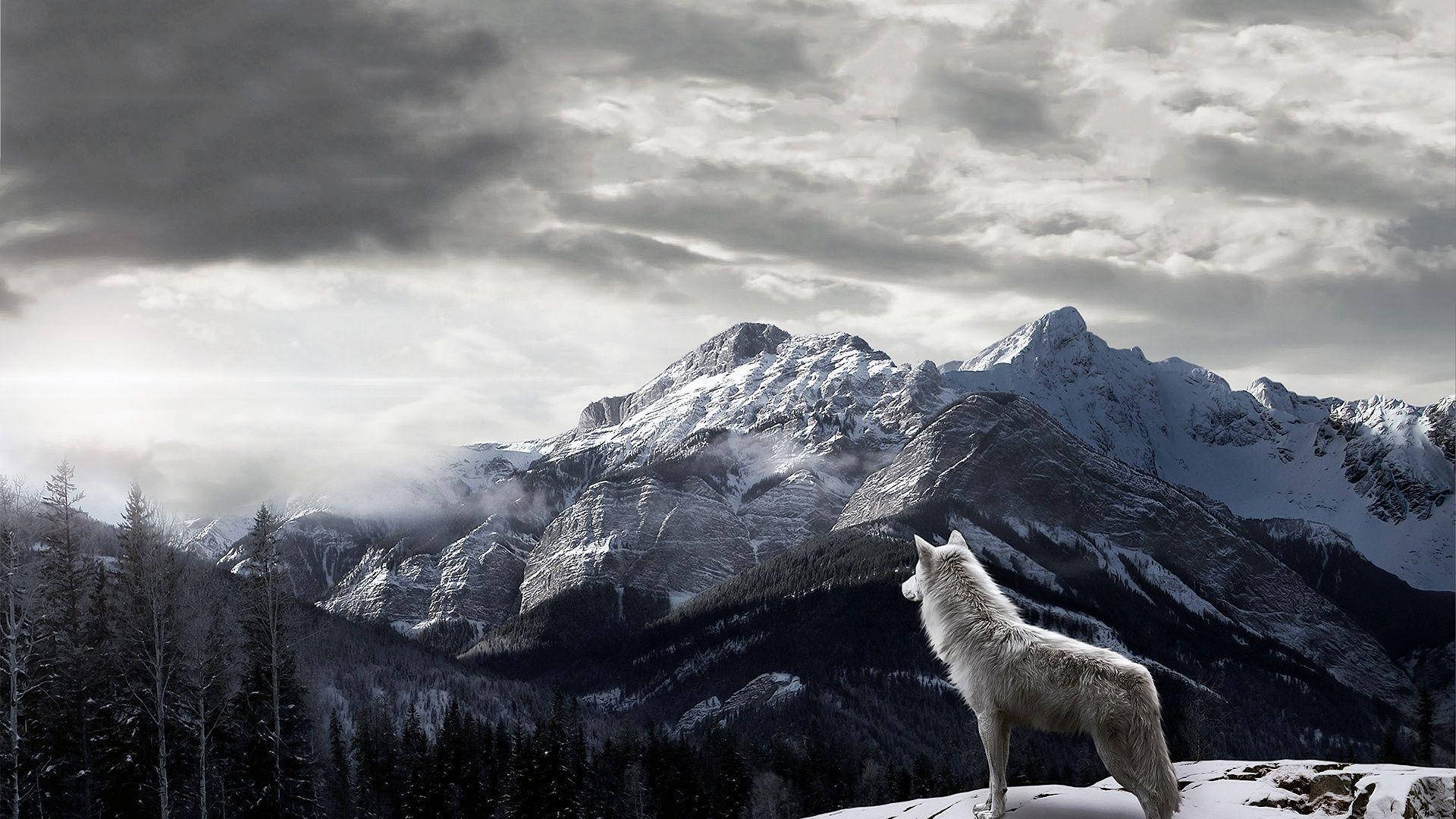 Wolf With Mountains Desktop Background