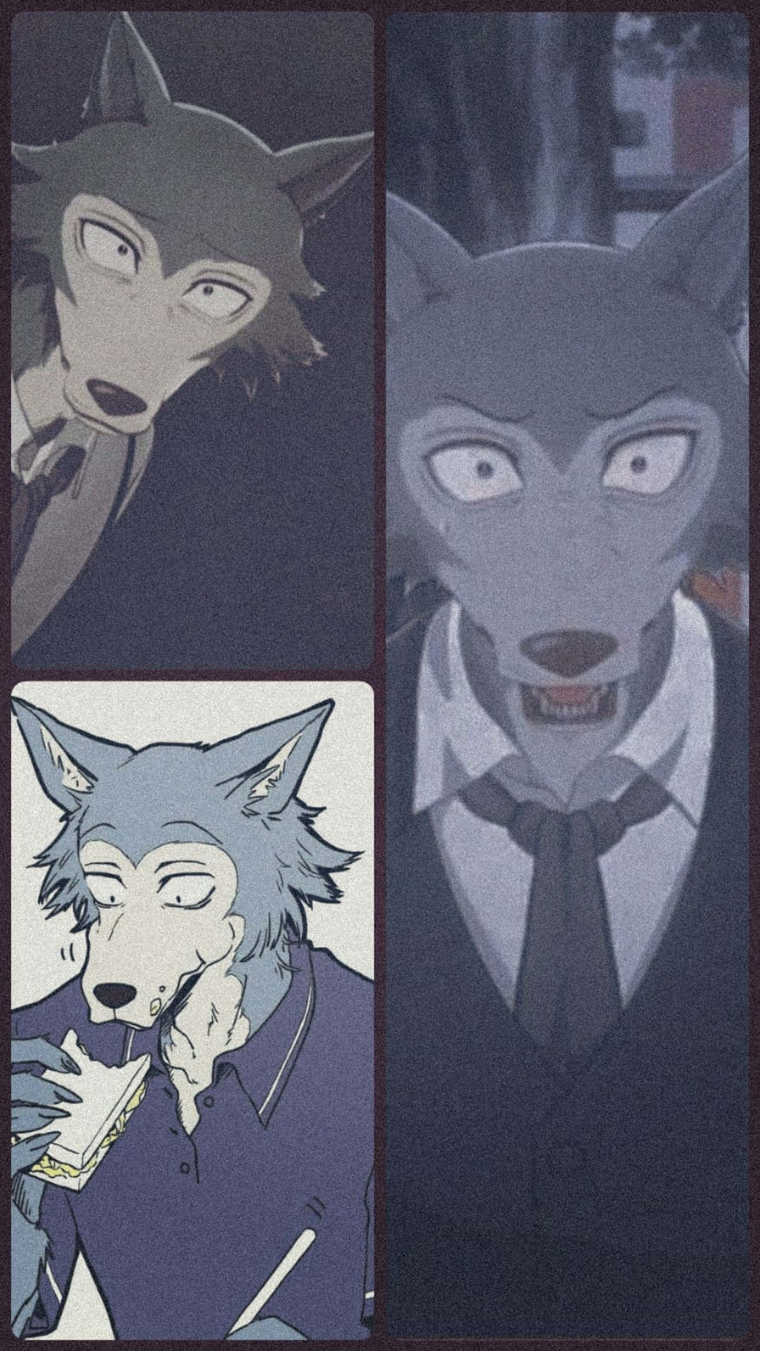 Wolf - Wolf - Wolf - Wolf - Wolf - Wolf - Wolf - Wolf - Background