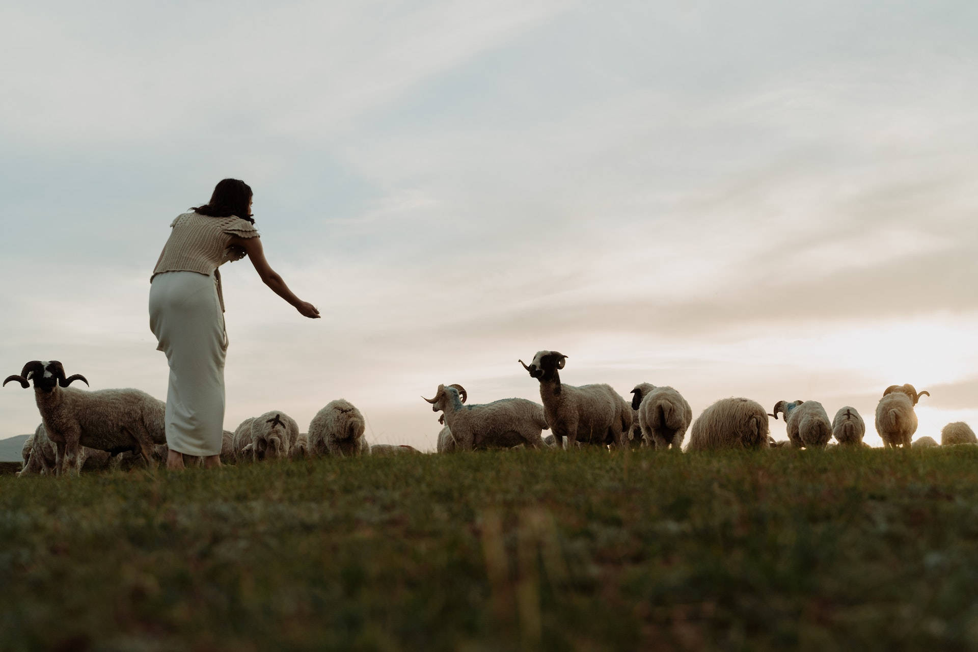 Woman Feeding Sheep Animals In The Farm Background