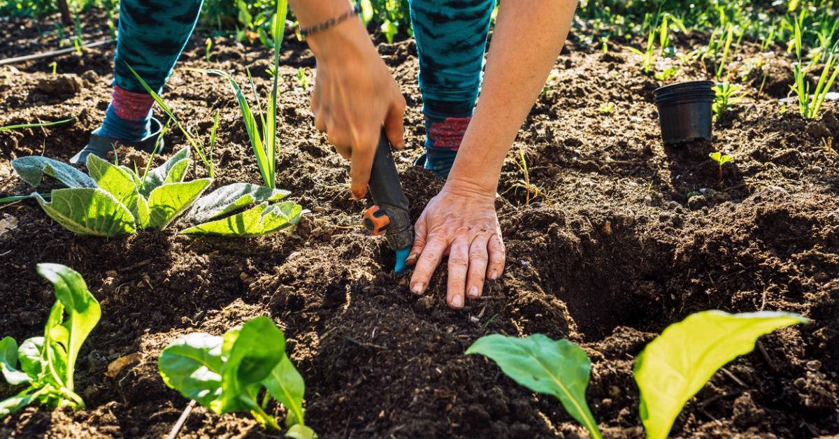 Woman Gardening In Vegetable Garden Background