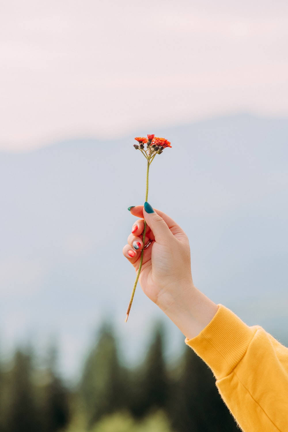 Woman Holding Bunga Background