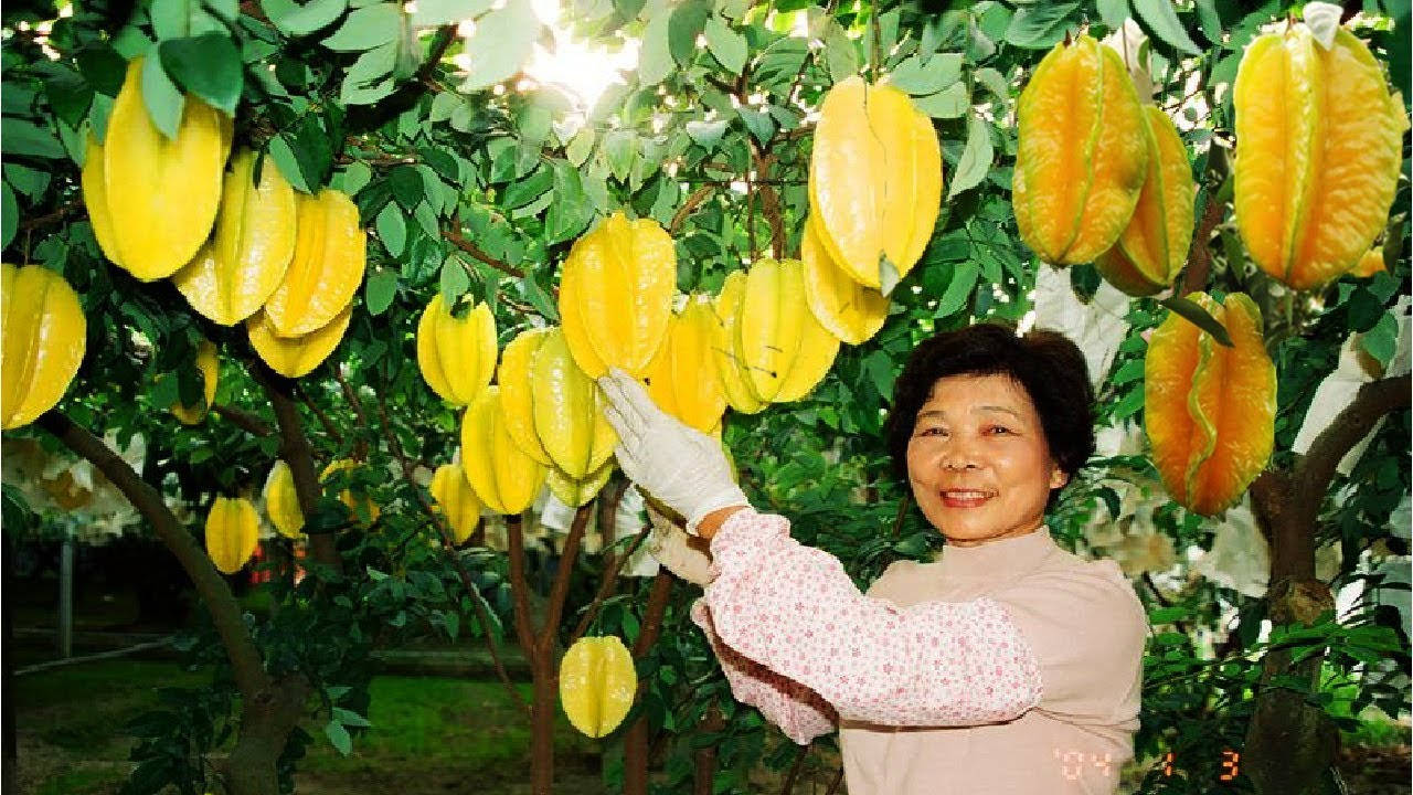 Woman Star Fruits Farm