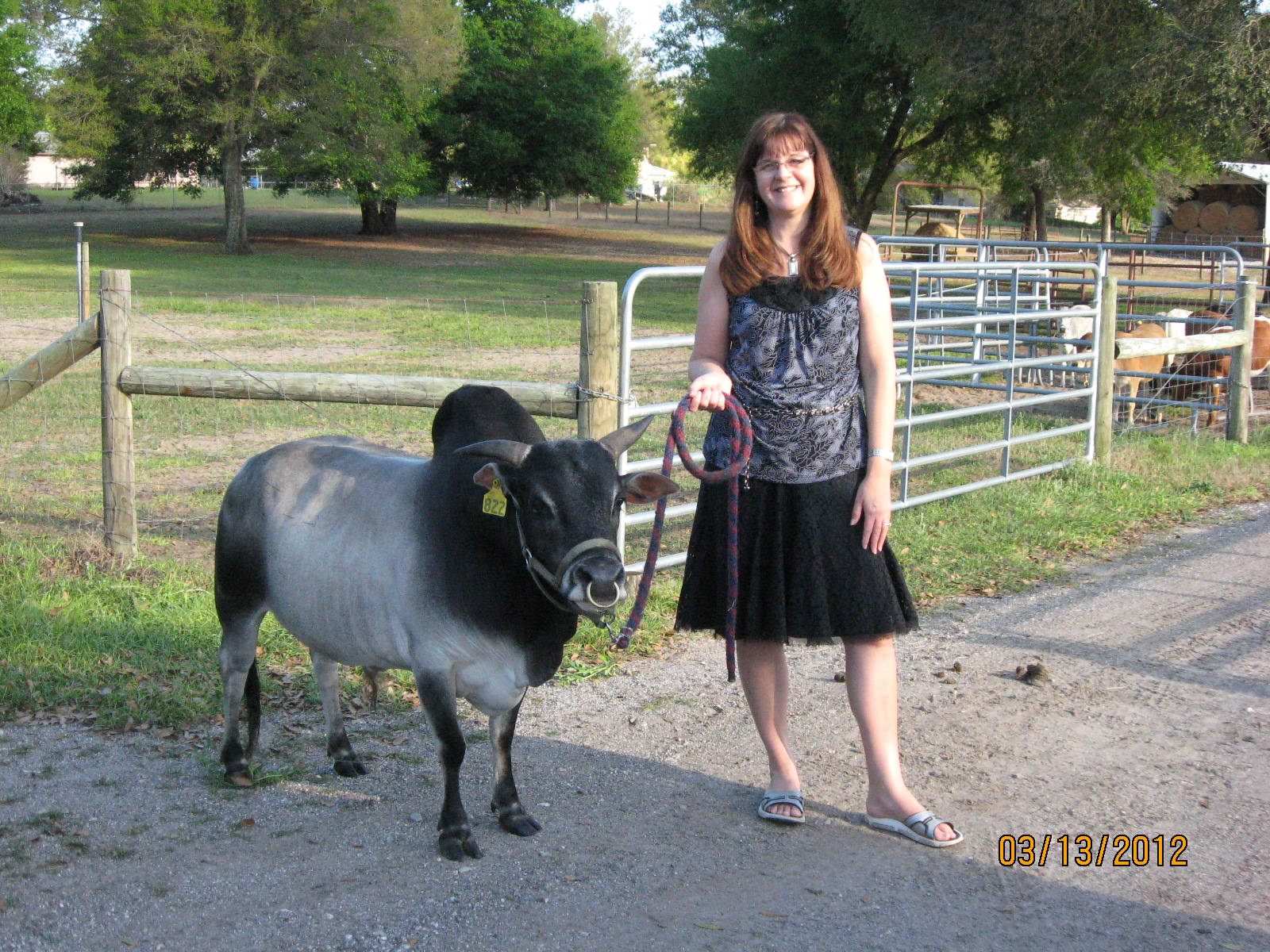 Woman With Dwarf Zebu Cattle Background