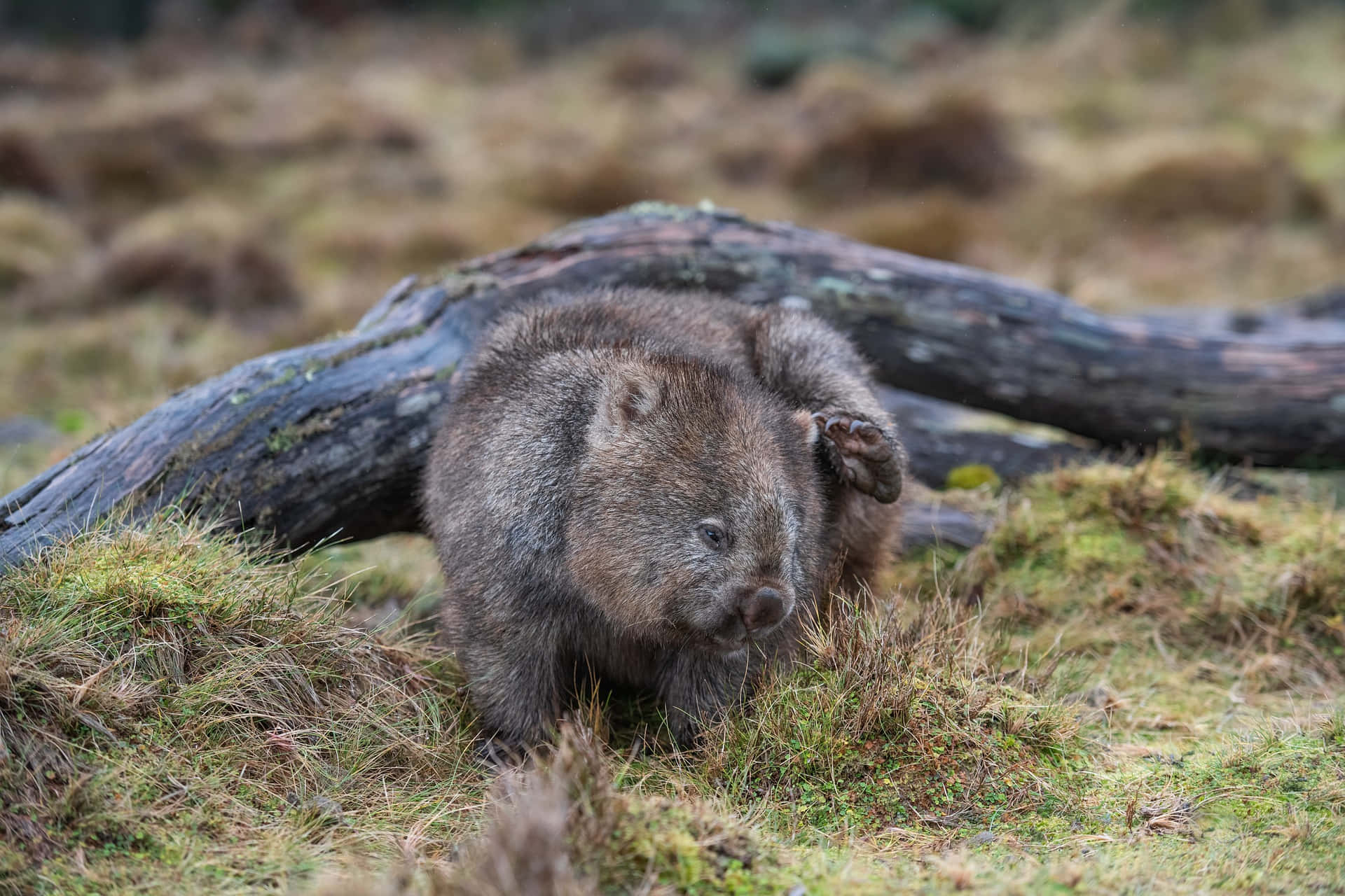 Wombat Scratching Back In Wild Background