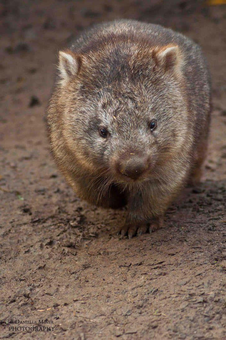 Wombat Staring Into Camera