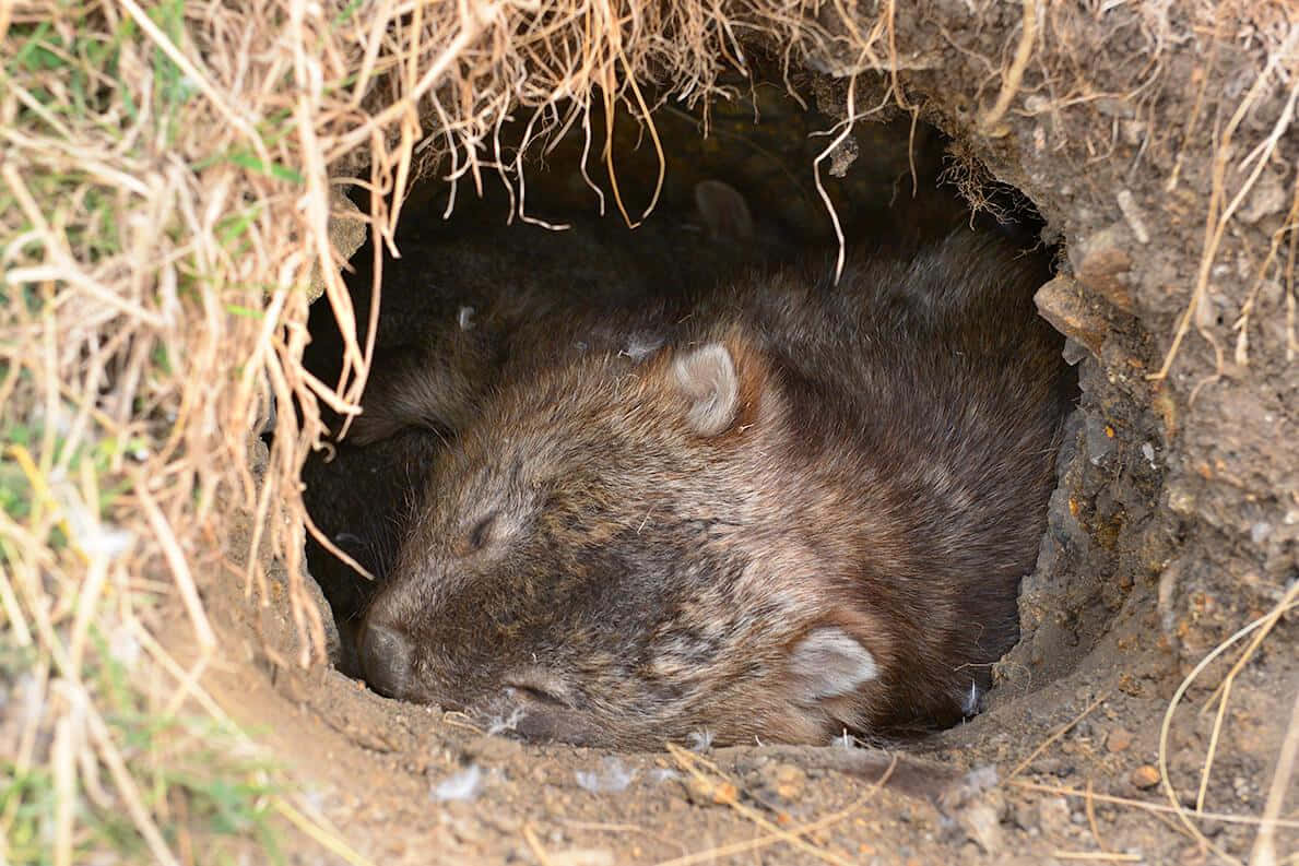 Wombatin Burrow.jpg Background