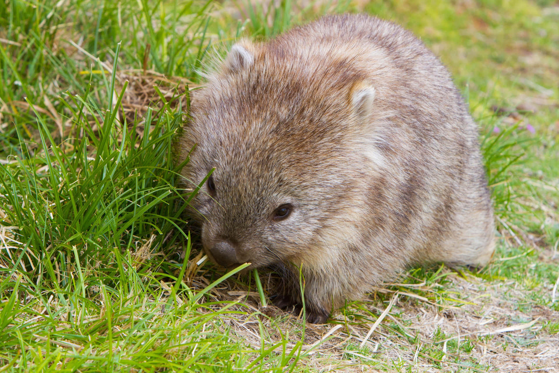 Wombatin Grass.jpg Background