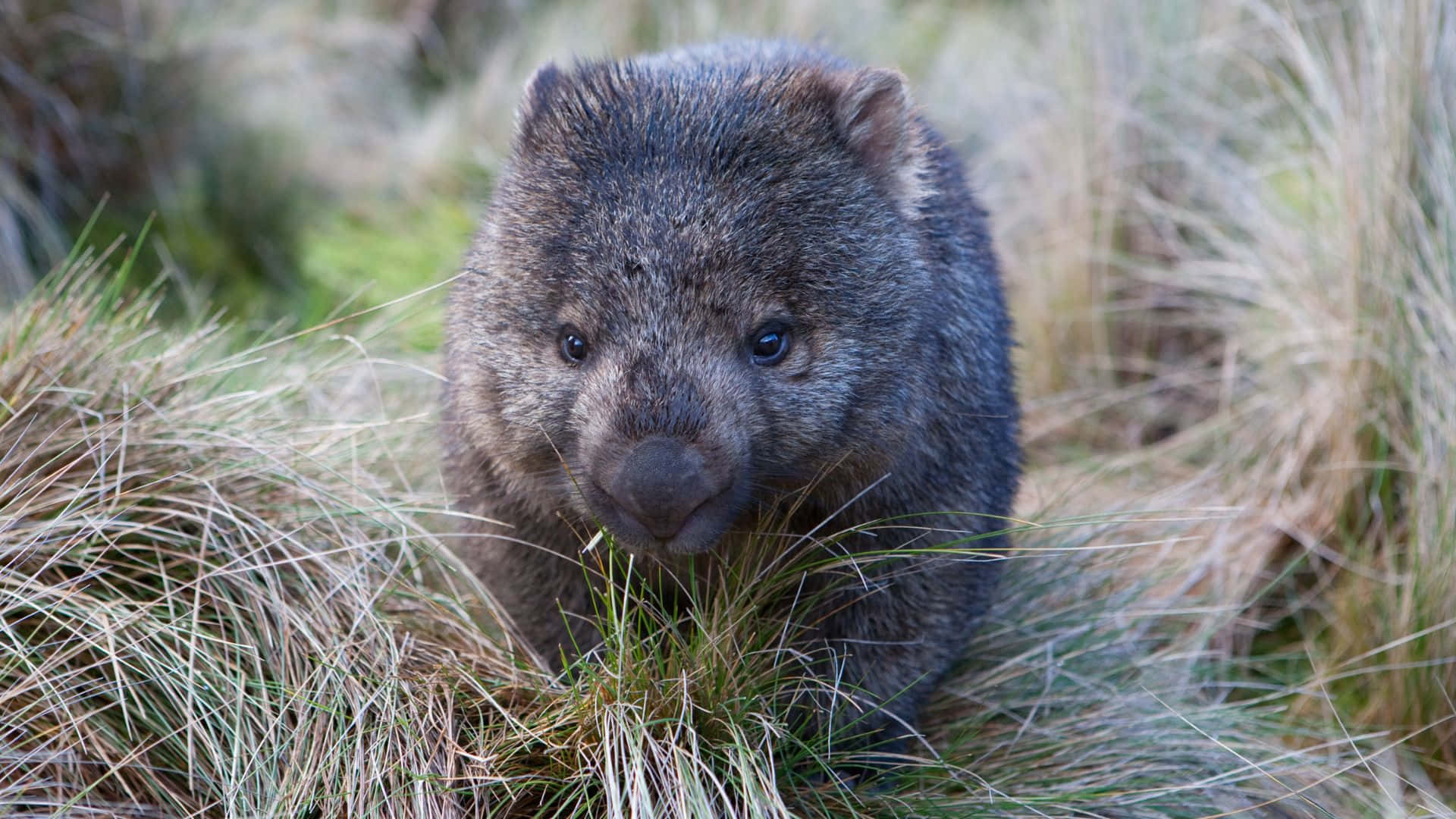 Wombatin Grassland Background