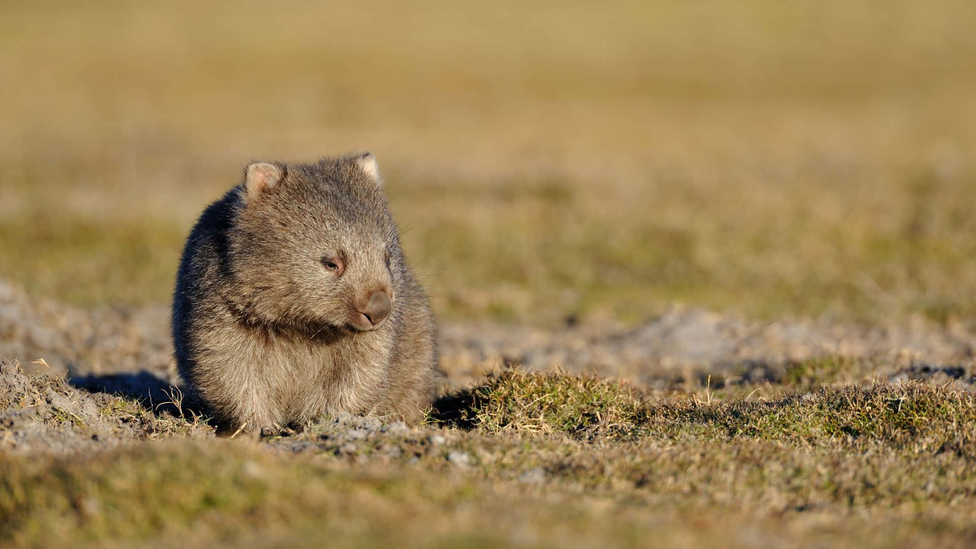 Wombatin Grassland.jpg Background