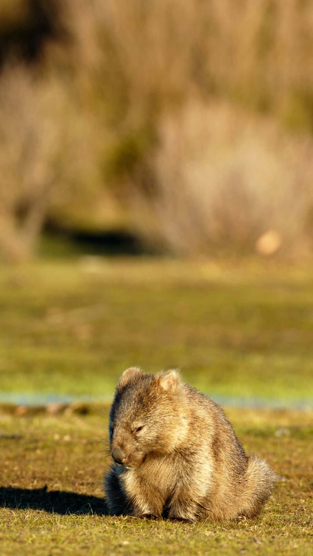 Wombatin Natural Habitat Background