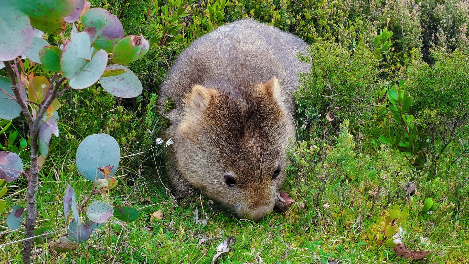 Wombatin Natural Habitat Background