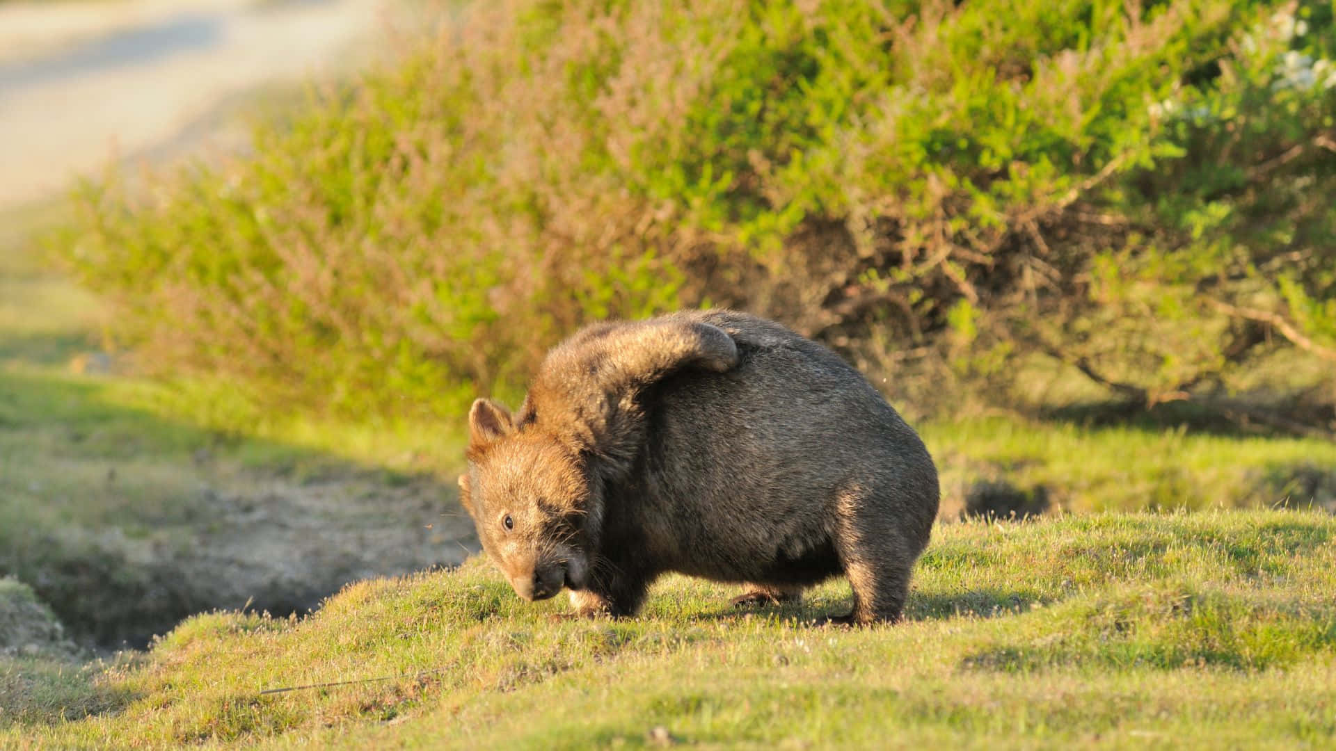 Wombatin Natural Habitat Background