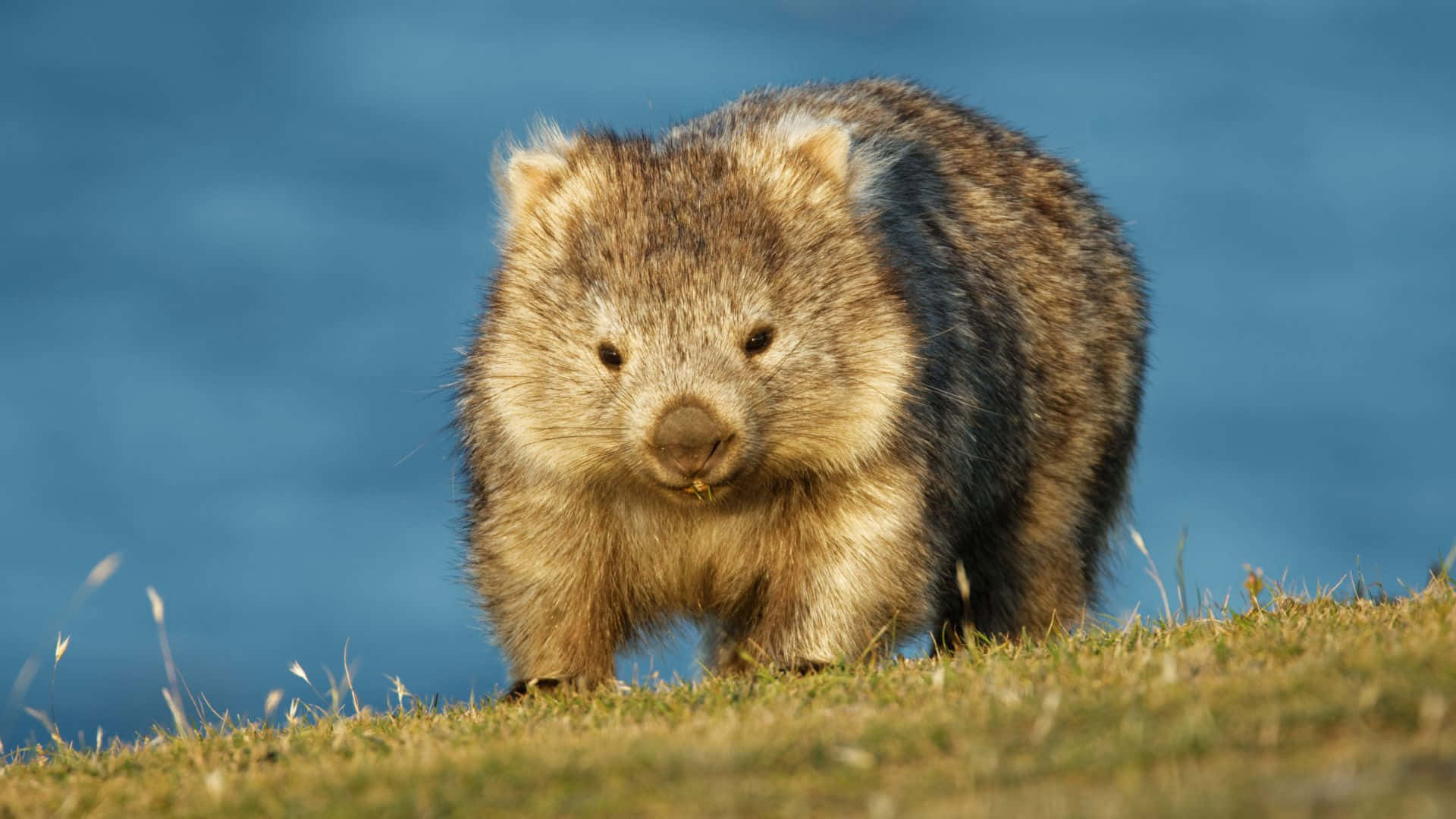 Wombatin Natural Habitat Background