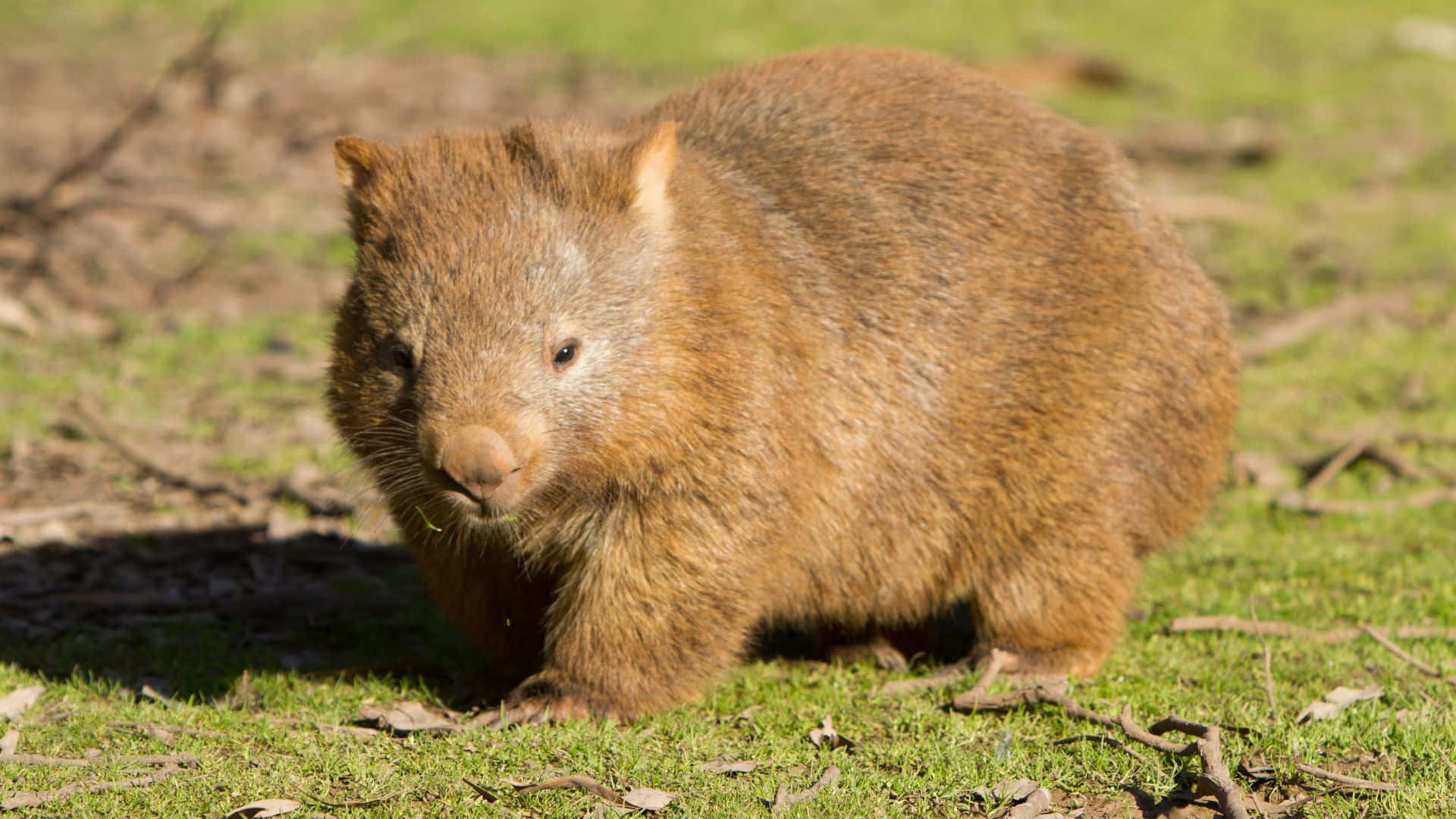 Wombatin Natural Habitat Background