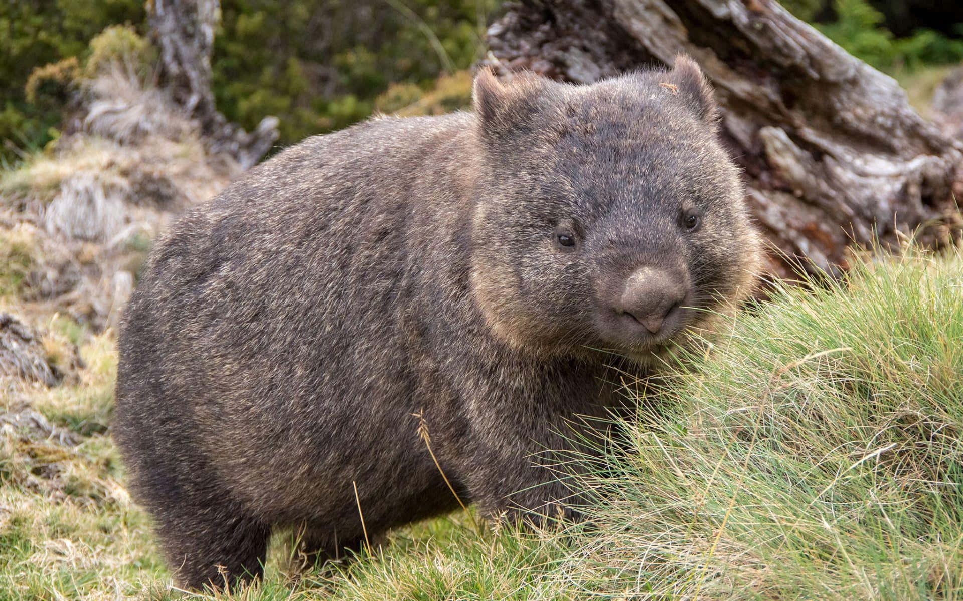 Wombatin Natural Habitat.jpg Background