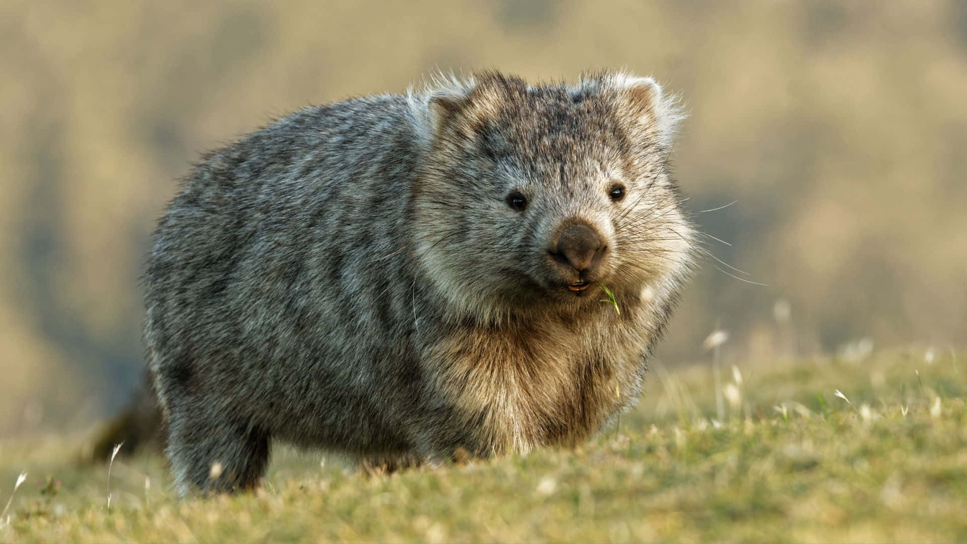 Wombatin Natural Habitat.jpg Background