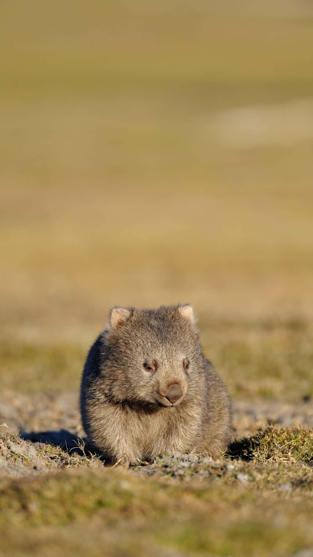 Wombatin Natural Habitat.jpg Background