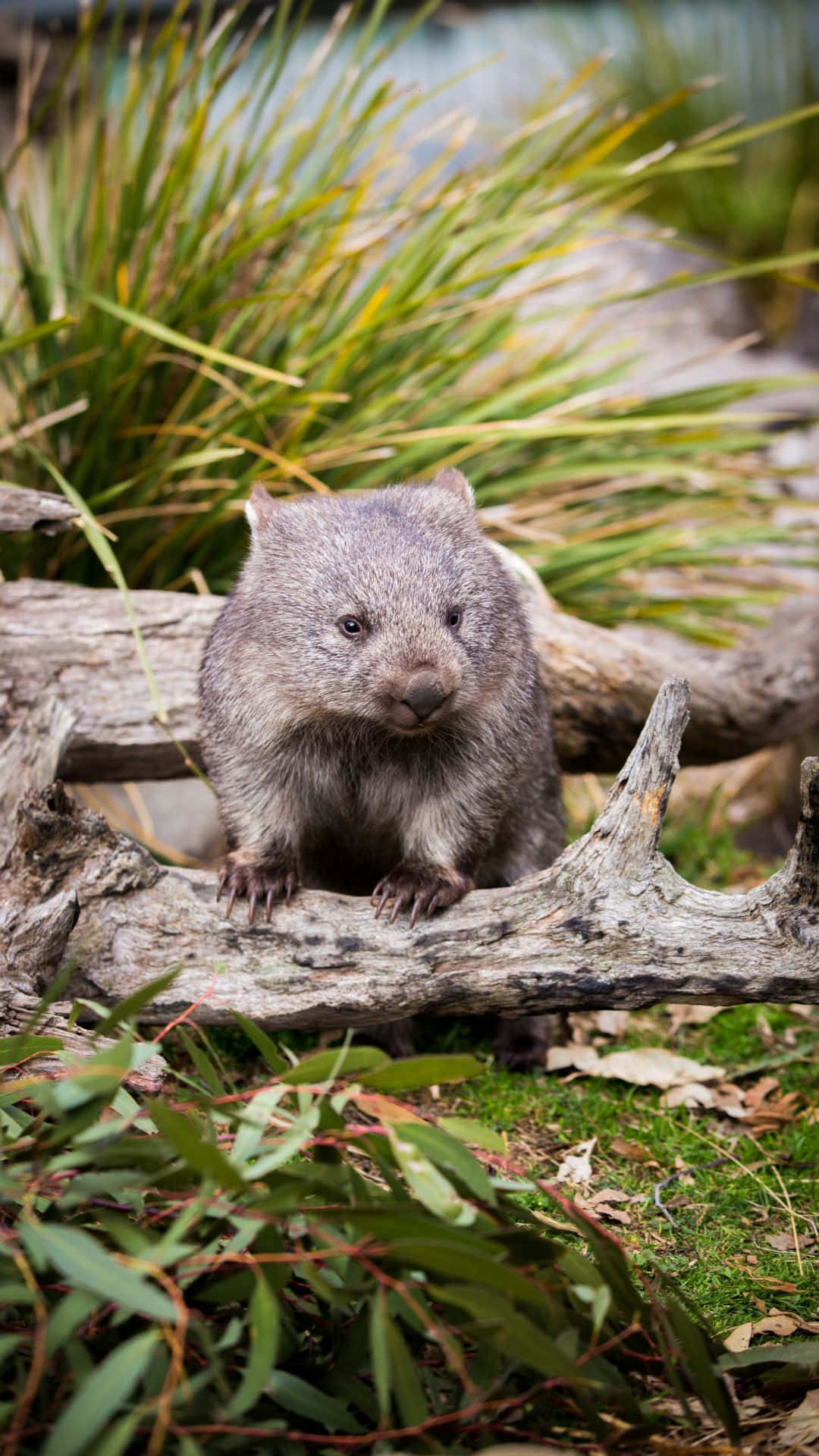 Wombatin Natural Habitat.jpg Background