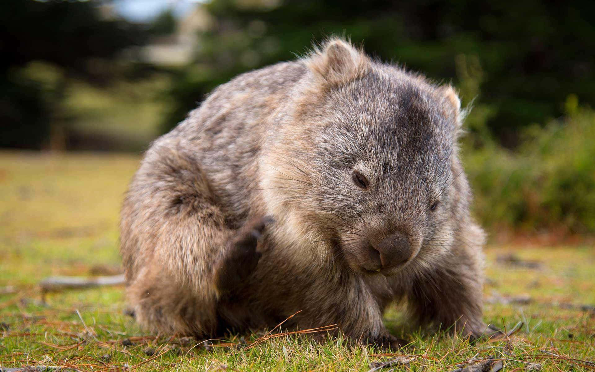 Wombatin Natural Habitat.jpg Background